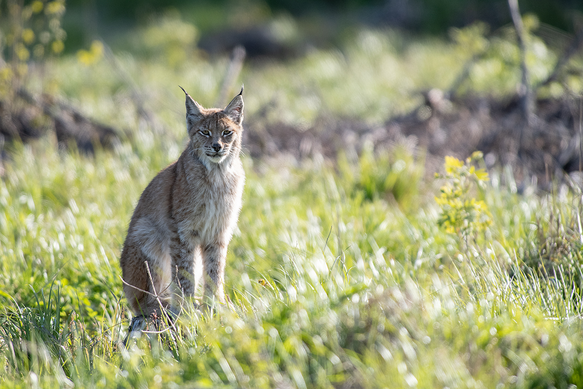 Ilves