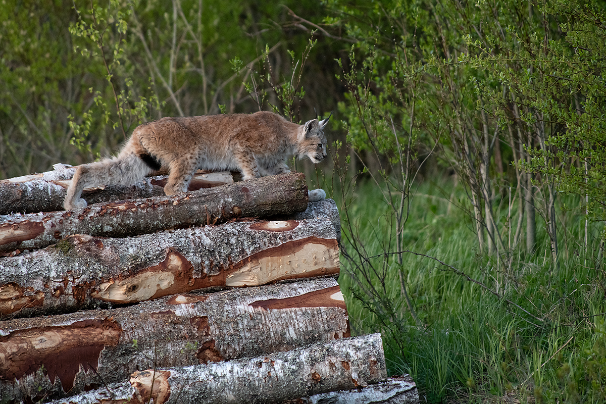 Ilves