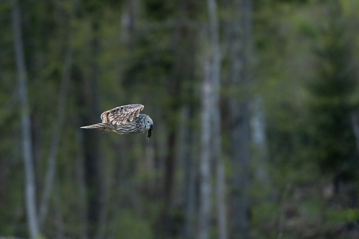 Händkakk