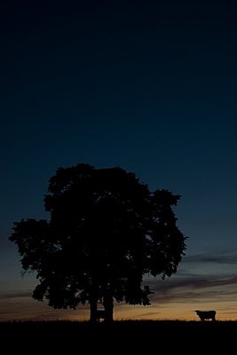 Siis kui lüpsjad magavad