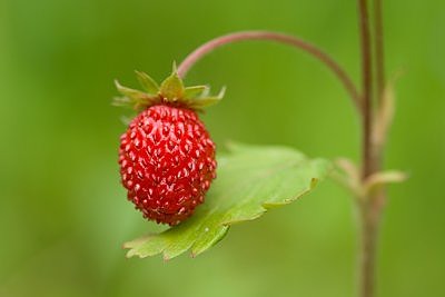 Palun teile maasikas