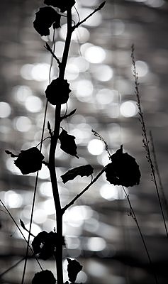 Haava lehed värisevad