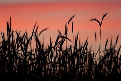 Loojang Sangaste moodi