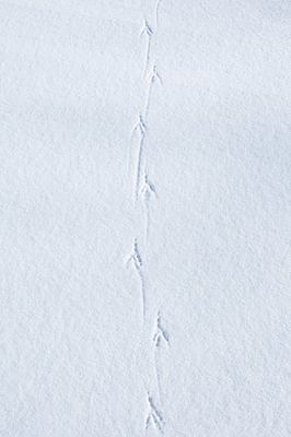 Ronk tuli jala tagasi