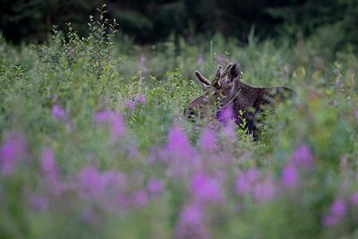 Põder kanepis, põdrakanepis