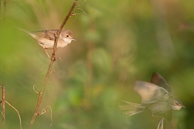 Pruunselg-põõsalind