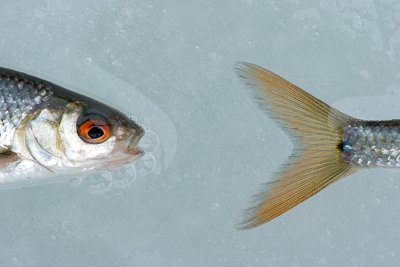 Särg nagu härg
