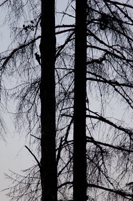 Musträhn