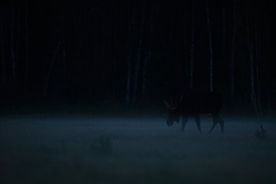 Põder