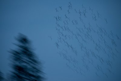 Kuldnokad otsivad ööbimispuud