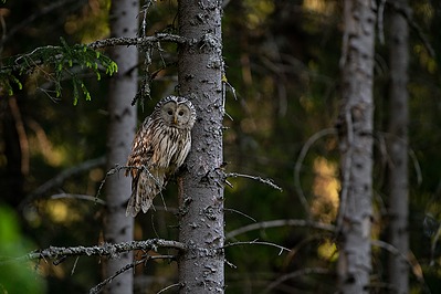Händkakk