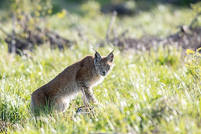 ilves
