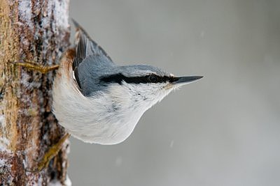 Puukoristaja