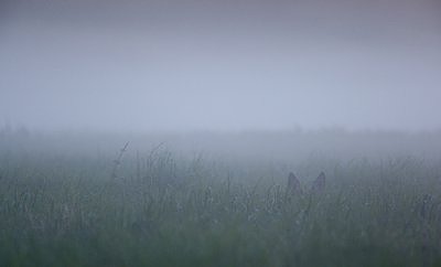 Kõrvad udus