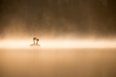 Tuttpütid peavad plaani