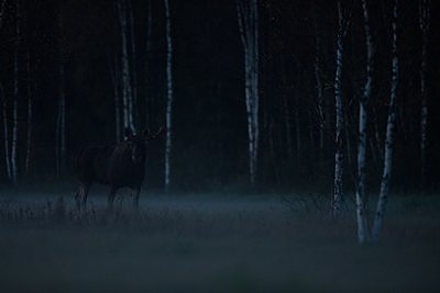 Põder