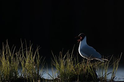Naerukajakas