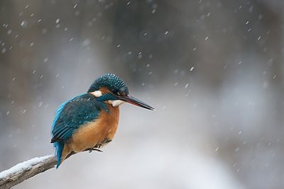Jäälind lumesajus