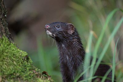 Mink