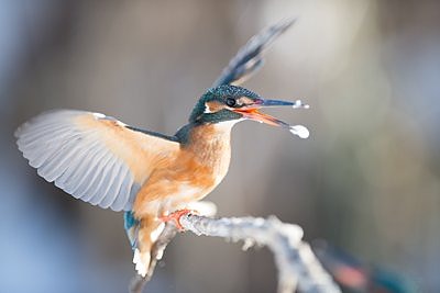 Jäälind