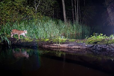 Ilves ületab jõge